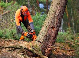 Best Lot and Land Clearing  in Yardville, NJ