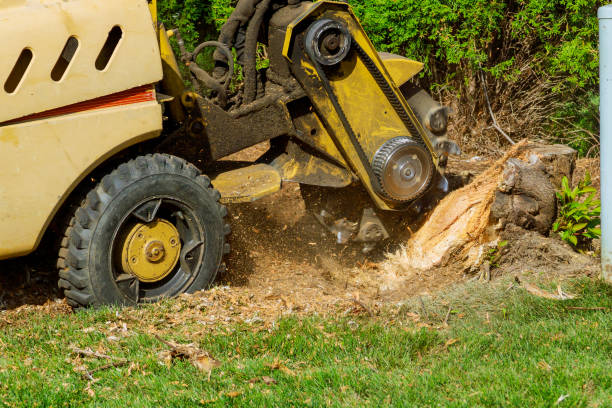 How Our Tree Care Process Works  in  Yardville, NJ