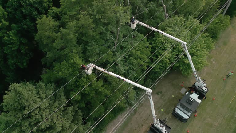 Professional Tree Services in Yardville, NJ
