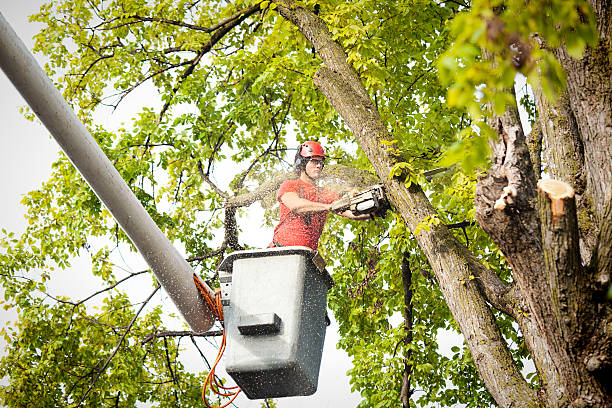 Best Hedge Trimming  in Yardville, NJ
